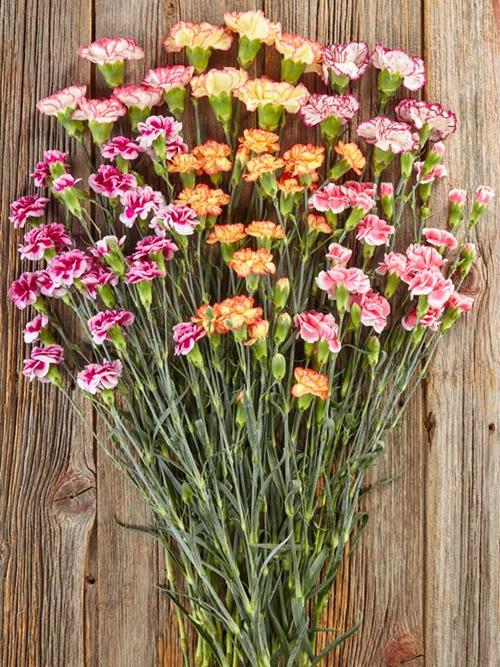 100 NOVELTY CARNATIONS AND 50 NOVELTY MINI CARNATIONS ASSORTED COMBO BOX